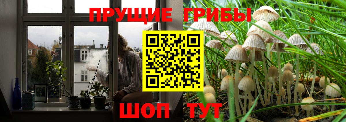 Псилоцибиновые грибы Psilocybine cubensis  купить   Хабаровск  Вход с VPN 